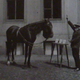 Hans y van Osten en las “clases”. Wikimedia Commons